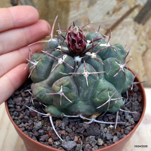 Thelocactus hexaedrophorus