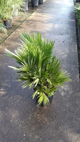 Chamaerops humilis compacta - chamaerops,