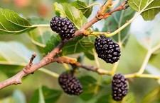 Gelso Nero "Morus Nigra"