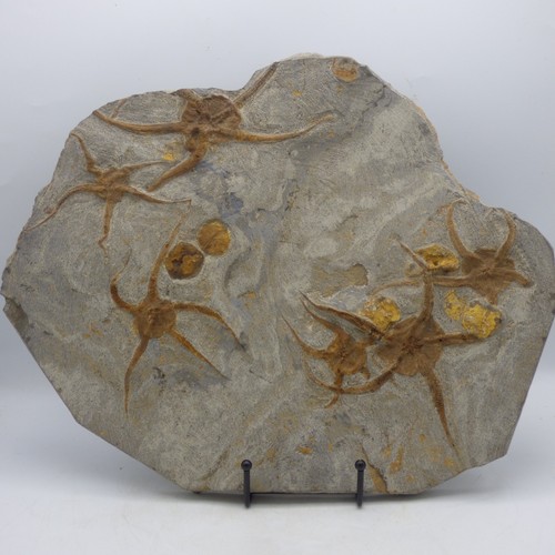 Large fossil starfish shoal - starfish,
