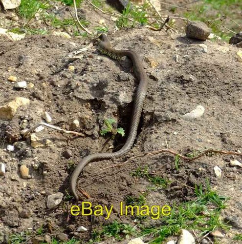 Photo 6x4 reptilian retreat - 6x4,