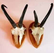 Coppia trofei camoscio - di,
