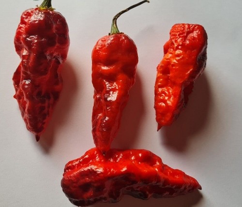 Semi peperoncino rouge - 20,