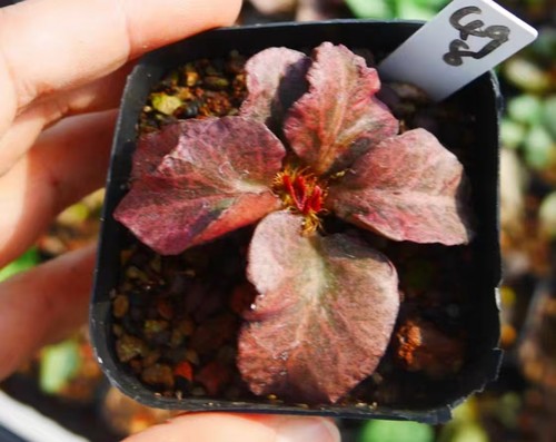 Rara pianta cactus - rara,