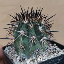 Copiapoa echinata AW 117 (10