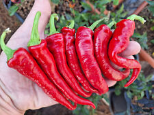 20 semi di peperoncino