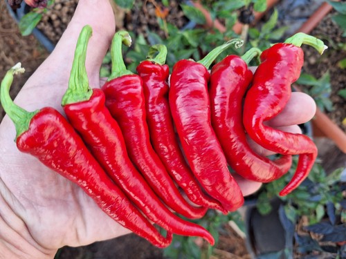 Semi peperoncino - semi, di