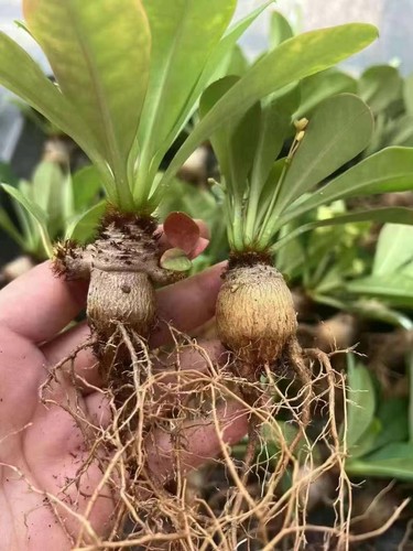 Euphorbia ramena bellissime - ramena,