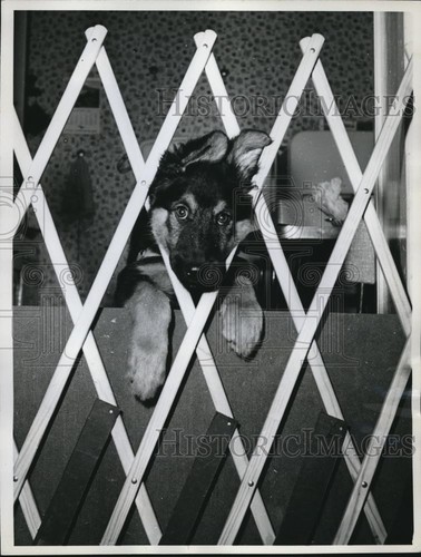 1961 stampa foto - stampa,