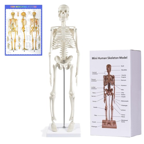 Anatomy study tool with - study,