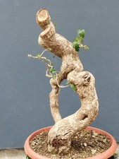 Pre-Bonsai Di Edera