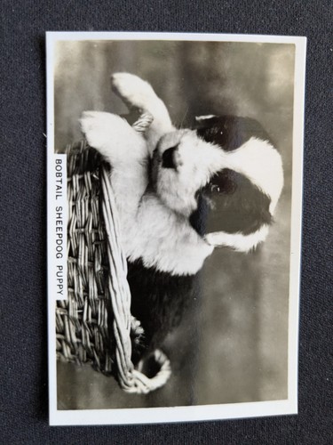 1939 carta cani - carta,