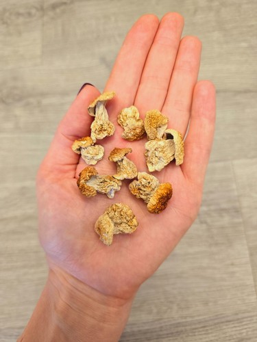 Funghi porcini piccoli interi