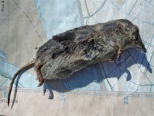Photo 6x4 Common Shrew or Eurasian Shrew (Sorex araneus) Horkstow I found c2009