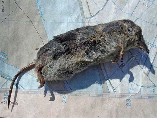 Photo 6x4 common shrew - photo,
