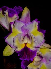 Cattleya siam color rainbow - color,