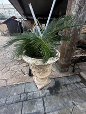 Cycas Gigante Coppia Di 3 Con Vasi Primavera Giardino