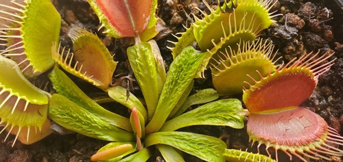 Dionaea muscipula aspera - dionaea,