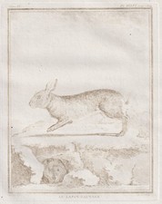 Coniglio Selvatico Feldhase