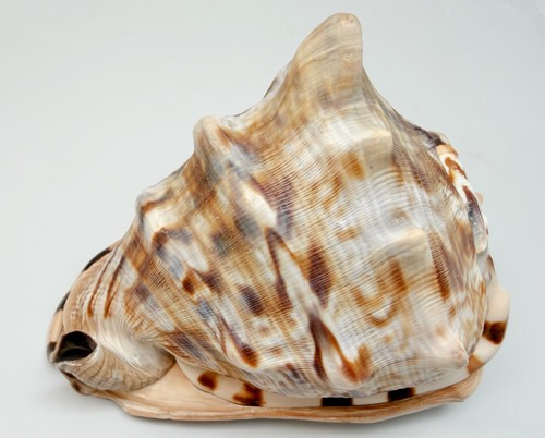 King helmet shell giant - king, –