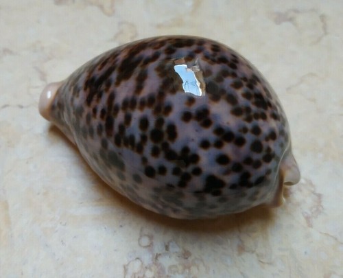 Cypraea pantherina super