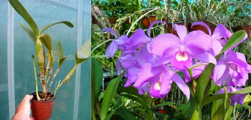 Cattleya skinneri orchidée - ,