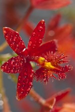 Orquídea Epidemdrum Ibaguense