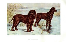 Stampa Antica CANE = WATER