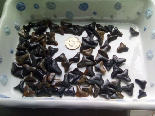 Denti squalo mascelle - di,