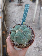 Echinocactus horizonthalonius. Pot 10 cm Piante Grasse Cactus Succulente