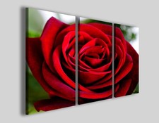 Quadri Red rose I stampe su tela fiori
