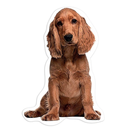 Adesivo regalo cocker spaniel - regalo:,