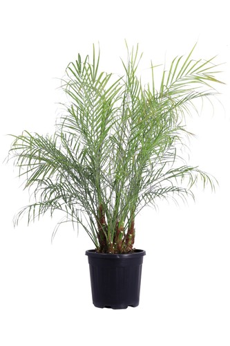 Pianta vera robellina - vera,