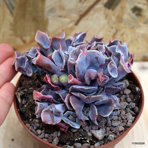 Echeveria trumpet pinky vaso - echeveria,