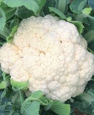 100 Semi di Cavolfiore Bianco