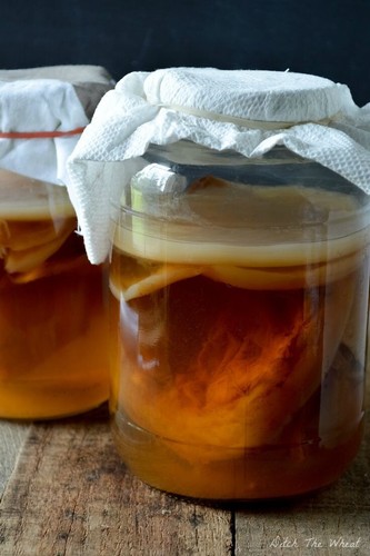 Kombucha scoby tè - kombucha,