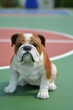 Statua Bulldog seduto cane
