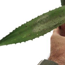 Agave marmorata x americana VERY RARE