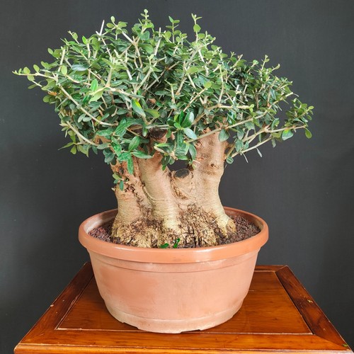 Pre bonsai olivastro - bonsai, di
