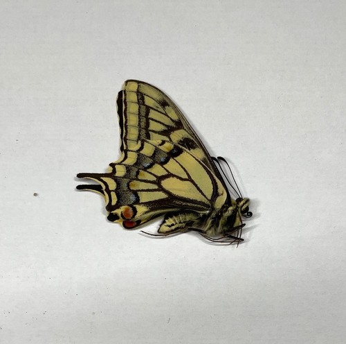 Papilio machaon - papilio,