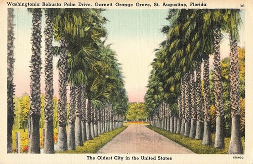 Cartolina washingtonia robusta - washingtonia,