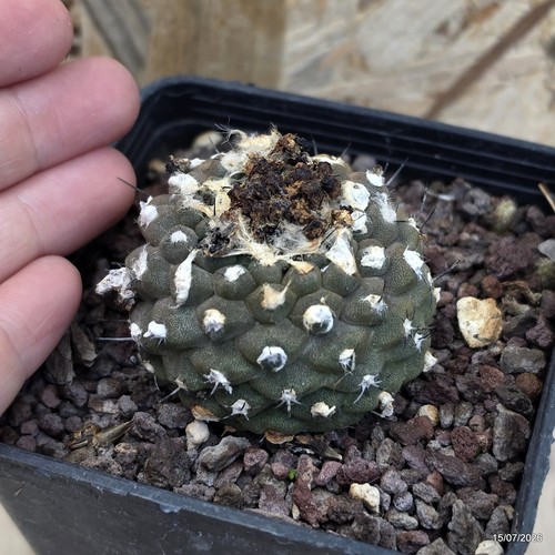 Copiapoa hypogaea vaso cm - copiapoa,