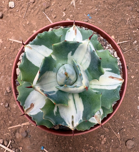 Agave potatorum var - agave,