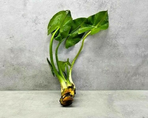Nuphar japonica spatterdock - japonica,