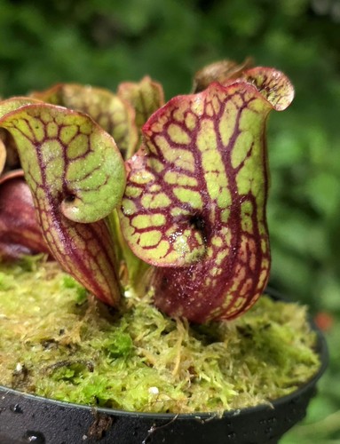 Sarracenia purpurea - purpurea, sp