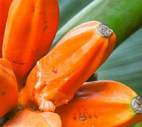 Musa johnsii miele banana - -,