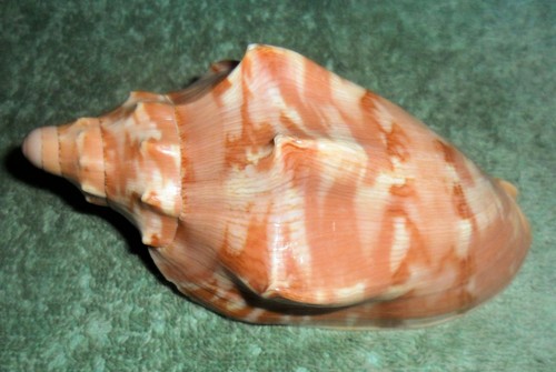 Rfm 86674 large voluta - ra,