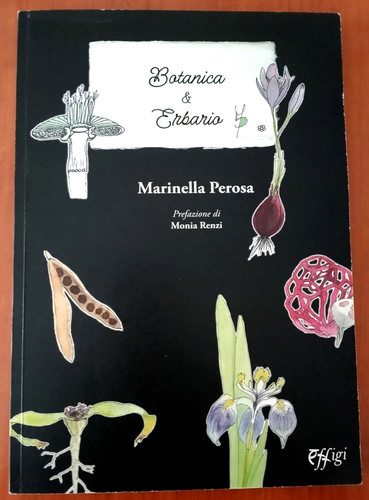 Marinella perosa botanica - marinella, perosa_botanica