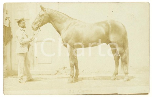1900 italia cavallo - italia,