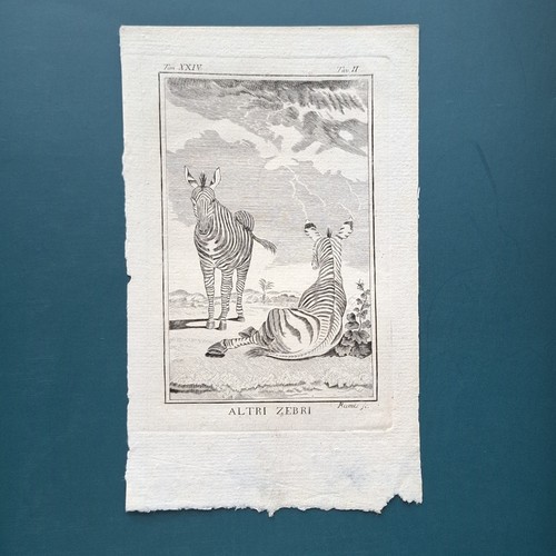 Stampa antica 1775 - 1775, animali